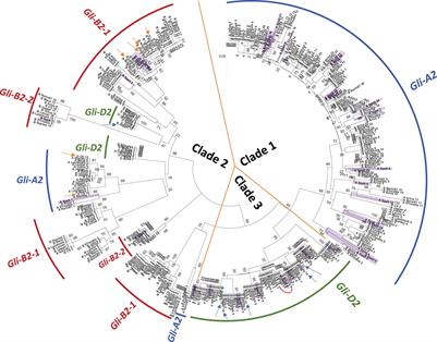 Multiple Wheat Genomes Reveal Novel Gli-2 Sublocus Location and Variation of Celiac Disease Epitopes in Duplicated α-Gliadin Genes